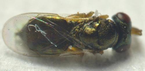 Mesopolobus sp.
